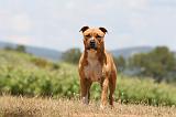 AMSTAFF ADULT 508